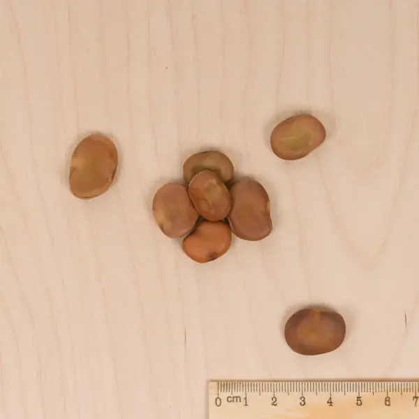 Légumes Secs - Fève Superaguadulce - 20 m - BIO - MEDIA_3D